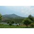 camelia_sinensis_berge.jpg | © SONNENTOR