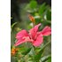 Foto eines Hibiskus in voller Blüte.