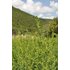 Auf dem Foto ist ein Oregano Feld zu sehen.