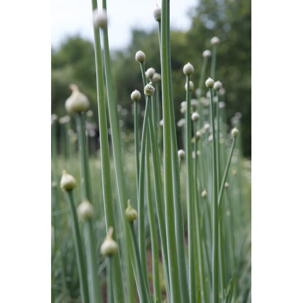 Knoblauch_Pflanze_Schmidt Anette.jpg