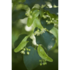 lindenblueten_pflanze-2_wasserbauer.jpg_w413.png
