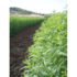 zitronenverbene_feld_spanien-1.jpg_w413.png