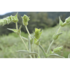 griech_bergtee_pflanze_griechenland.jpg_w413.png