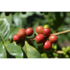 kaffee_kirschen2_nicaragua.jpg_w413.png